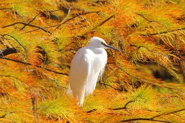 ラクウショウの紅葉とコサギ