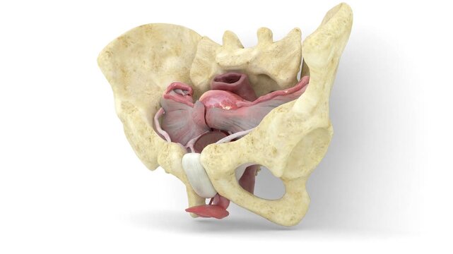female reproductive system