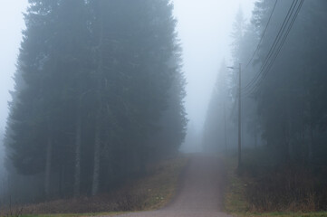 In the mountains the clouds hang so low they reduce visibility and obscure the woodland