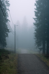 A walk down a gravel road in the forest on a foggy day in autumn.