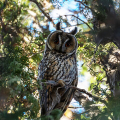 A long-eared owl (Asio otus) is captured in a portrait, resting during the daytime amidst the dense green needles. The nocturnal bird of prey has prominent 