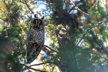 A long-eared owl (Asio otus) is captured in a portrait, resting during the daytime amidst the dense...