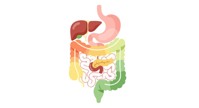 Human Digestive System Anatomy Illustration Healthy Gut Medical Concept