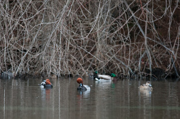 Redhead duck preening their feathers while on a pond with other ducks