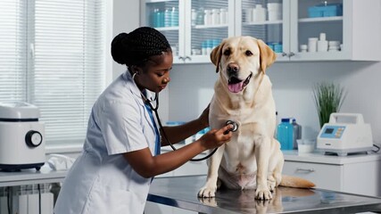 African American female veterinarian examines a yellow Labrador with a stethoscope in a clinic. The scene conveys professionalism and care. Ideal for veterinary service advertisements.