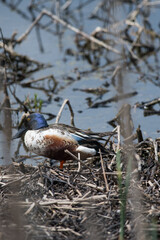 Northern Shovelerstanding in the wetlands at Montezuma National Wildlife Refuge