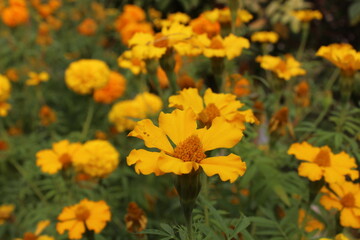 yellow flowers in the garden