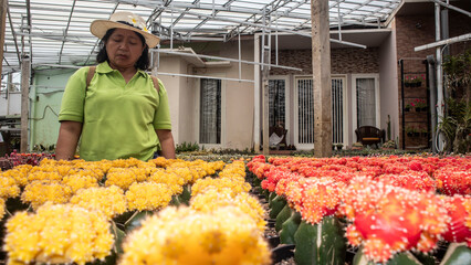 a woman in a garden of moon cactus or Gymnocalycium mihanovichii