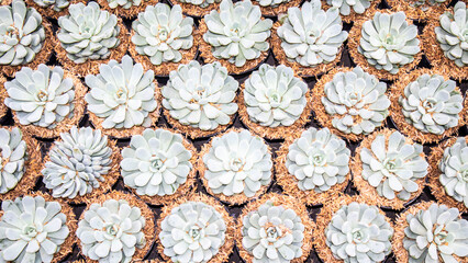 a group of small succulent plants (asthropitum asterias) in pots as background