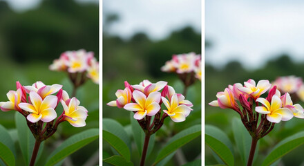 Triptych of Plumeria Flowers: Vibrant Yellow Centers and Pink-Tipped Petals in Soft Focus