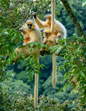 View of golden langurs perched amidst the lush foliage, their long tails hanging down, creating a serene moment in the forest, Trongsa, Trongsa, Bhutan.