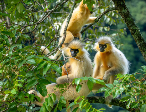 View of golden langurs perched amid the verdant canopy, their fur a striking contrast to the deep greens of the foliage, Trongsa, Trongsa, Bhutan.