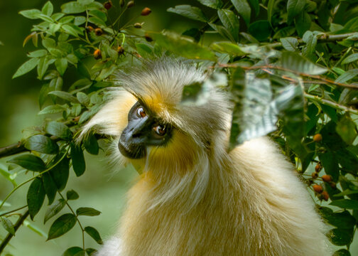 View of a golden langur monkey, with its striking yellow face and black nose, peering out from a dense green canopy, Trongsa, Trongsa, Bhutan.