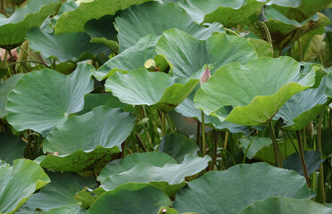 Water lily green leaves growth in the pond  in nature background, summer season