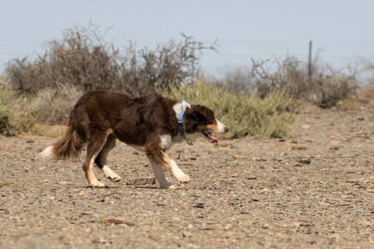 Max, the Border Collie, hard at work but clearly having a great time, hearding sheep in Boesmanland, South Africa