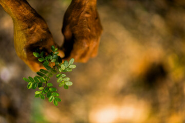 Close-up of hands gently holding a small green plant in an outdoor natural setting. The image symbolizes growth, sustainability, and environmental care. Pau Brasil.