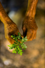 Close-up of hands gently holding a small green plant in an outdoor natural setting. The image symbolizes growth, sustainability, and environmental care. Pau Brasil.