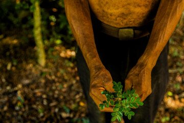 Close-up of hands gently holding a small green plant in an outdoor natural setting. The image symbolizes growth, sustainability, and environmental care. Pau Brasil.