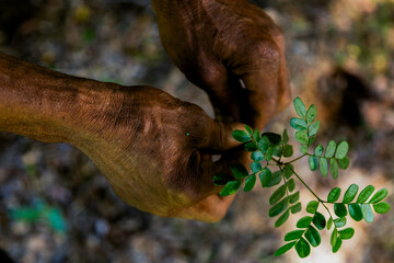 Close-up of hands gently holding a small green plant in an outdoor natural setting. The image symbolizes growth, sustainability, and environmental care. Pau Brasil.
