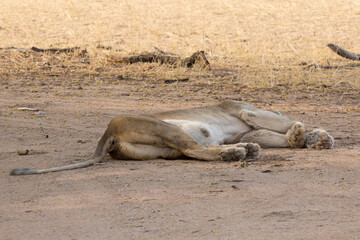 Lactating lioness, having drunk water, rests before returning to her cubs which she has hidden