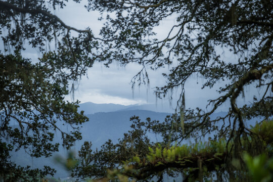 View of mountain ranges framed by intricate tree branches and lush green foliage, creating a serene and enchanting scene, Paro, Bhutan.