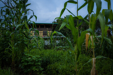 View of corn stalks frame the traditional Bhutanese architecture of Kyichu Lhakhang temple under a brooding sky, Paro, Bhutan.