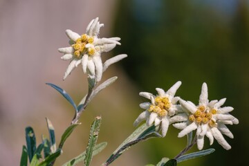 Close-up of delicate Edelweiss flowers in natural alpine habitat, showing their soft white petals and yellow centers. Detailed botanical macro of a rare mountain plant in pristine nature.