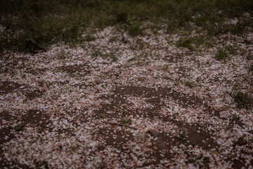 Cherry blossom petals cover the ground in a serene garden in springtime, creating a beautiful natural carpet of soft pink and white hues