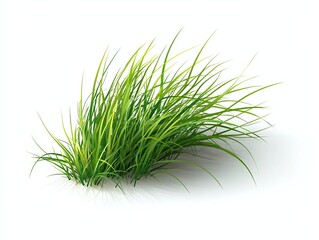Vibrant Green Grass Blades Isolated on White Background Showcasing Freshness and Natural Growth