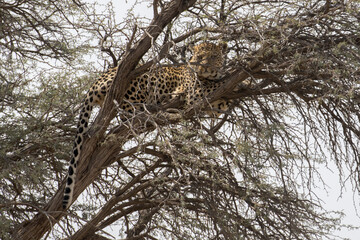 Panthera pardus, A leopard sits in a tree in the Kgalgadi of South Africa