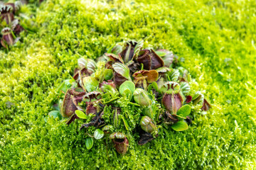 Cephalotus follicularis at Singapore Botanic Gardens