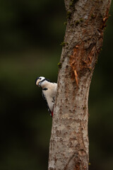 A Great Spotted Woodpecker grips a tree trunk, looking up and to the left. The bird is in a forest setting with muted greens in the background, suggesting early morning or late afternoon light