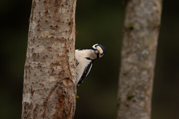 A downy woodpecker with black and white feathers clings to a tree trunk, looking to the side. The bird is in a forest environment