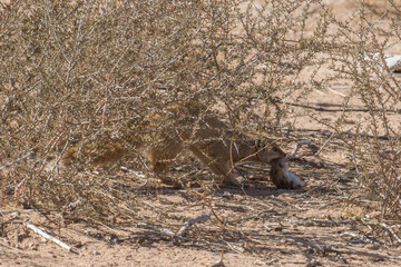 Yellow mongoose eating its mouse prey after carefully retreating with it to the shelter and safety of a shrub