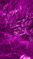 Violet feather pigeon macro photo. texture or background
