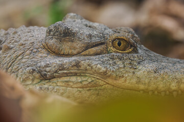 A close-up of the eye of a shield-nosed crocodile.
