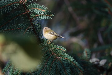 the beautiful goldcrest (Regulus regulus)