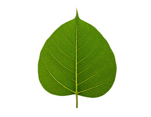 Isolated ficus religiosa leaf green leaf nature leaf plant leaf closeup on transparent background
