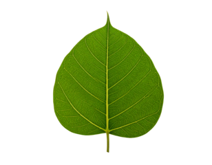 Isolated ficus religiosa leaf green leaf nature leaf plant leaf closeup on transparent background