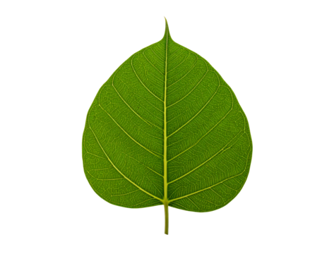 Isolated ficus religiosa leaf green leaf nature leaf plant leaf closeup on transparent background