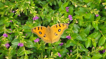 Obraz premium A beautiful Peacock Pansy butterfly with large eye spots resting gracefully on a bed of green leaves and tiny purple flowers
