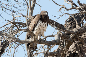 Martial Eagle at its neast in the Kgalagadi, South Africa