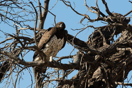 Martial Eagle at its neast in the Kgalagadi, South Africa