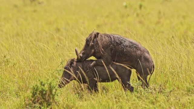 Two warthogs copulating in field