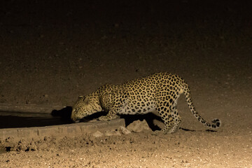 Male leopard drinking at Urikaruus waterhole at 02:00