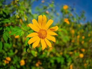 Khun Yuam, Mae Hong Son, Thailand, landscape, yellow flowers on the mountain, field of wild sunflowers or wild sunflowers on Doi Mae Ukho.