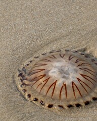  Compass Jellyfish in the sand