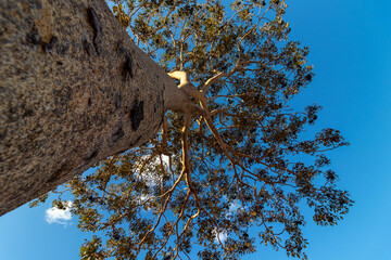 tree seen from bottom to top