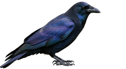 Black crow with iridescent feathers, isolated on transparent background