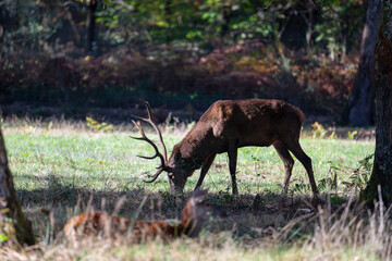 Red deer stag walking and eating grass in a clearing near a brocket in a pond at the edge of a forest during the rut. Cervus elaphus, Réserve de la Haute-Touche, Indre, région Centre, France, Europe